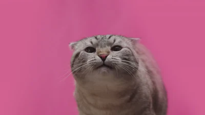 德国品质，预防性猫粮